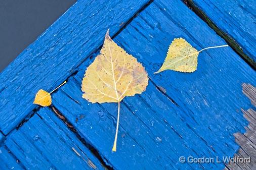 Three Sizes_30408.jpg - Autumn leaves photographed along the Rideau Canal Waterway near Smiths Falls, Ontario, Canada.